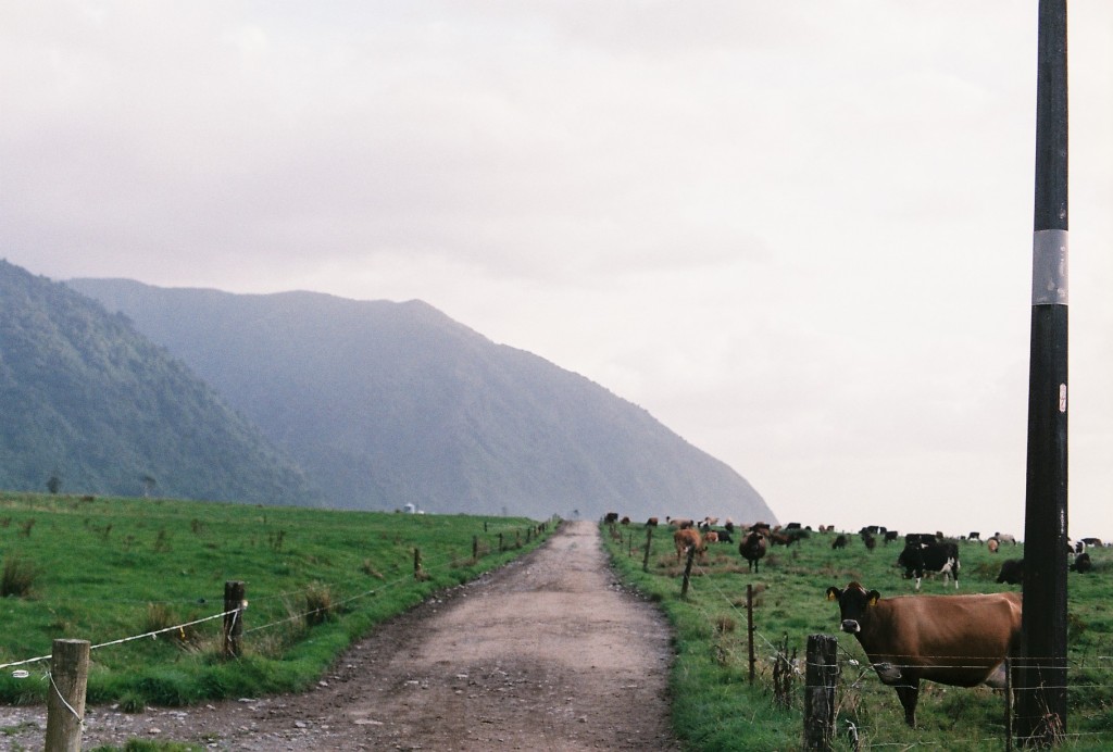 NZ Cows