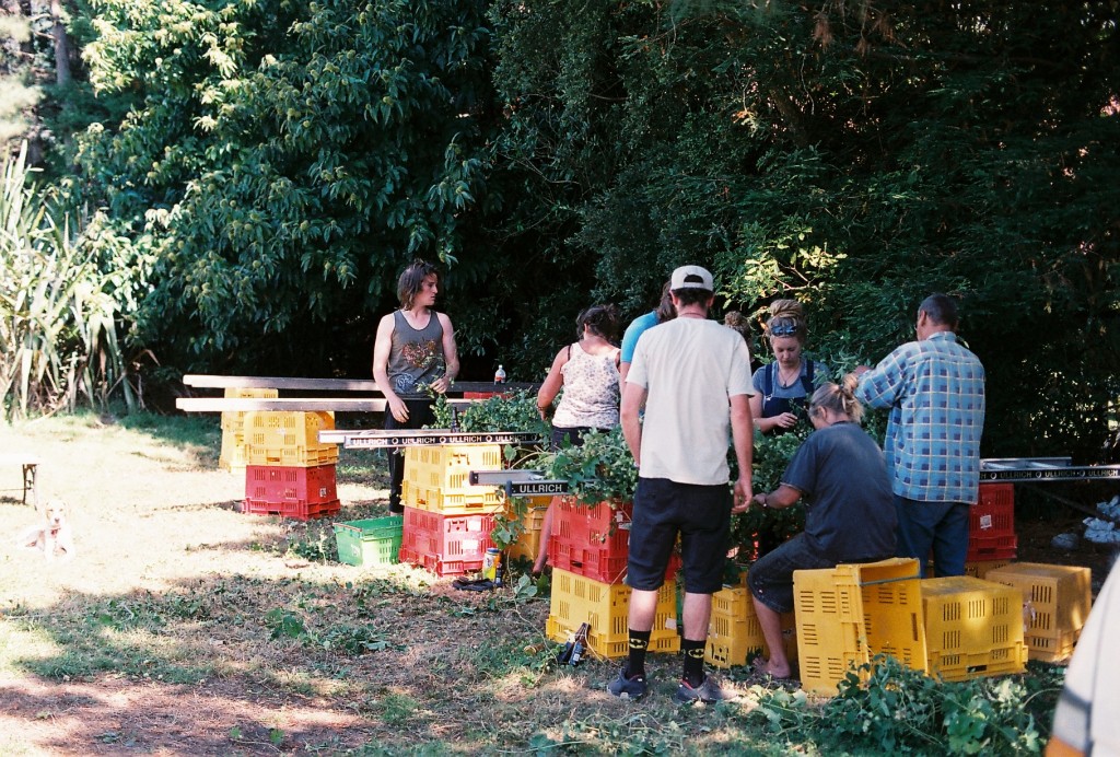 NZ hop pickers